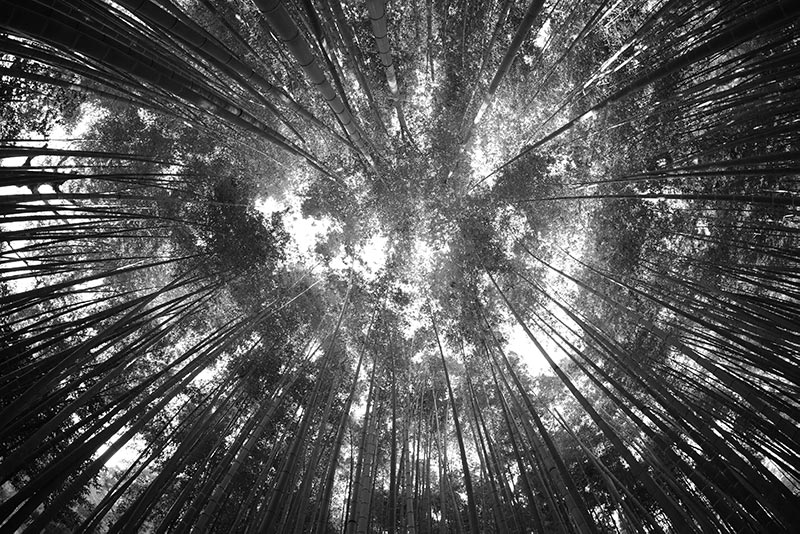 Vue d'arbres en hauteur